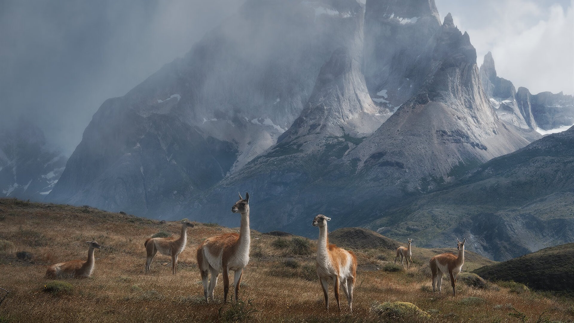 “帕布罗·马特拉的精确进攻与铁血防守，成就阿根廷美洲狮队的胜利”